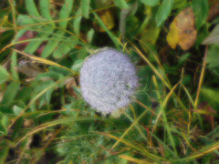 Sajanella monstrosa