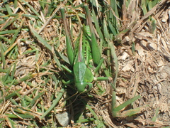 Decticus verrucivorus verrucivorus
