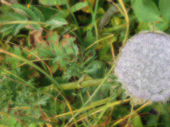 Sajanella monstrosa