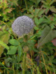 Sajanella monstrosa