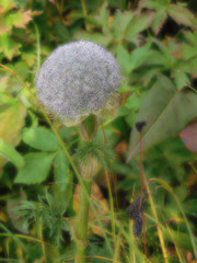 Sajanella monstrosa
