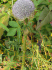 Sajanella monstrosa