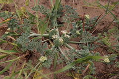 Capnophyllum africanum