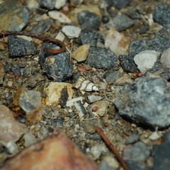 Chezala brachypepla