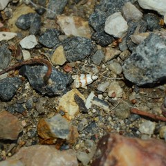 Chezala brachypepla