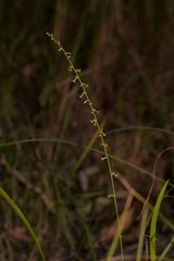 Stackhousia muricata