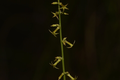 Stackhousia muricata