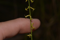 Stackhousia muricata