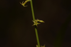 Stackhousia muricata