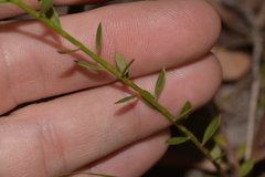 Stackhousia muricata