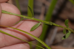 Stackhousia muricata