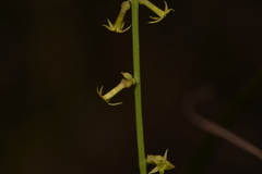 Stackhousia muricata