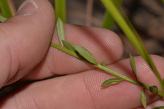 Stackhousia muricata