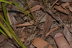 Stackhousia muricata