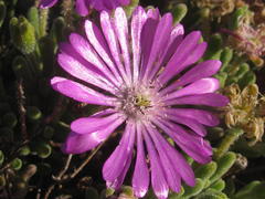Drosanthemum