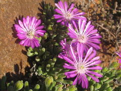 Drosanthemum