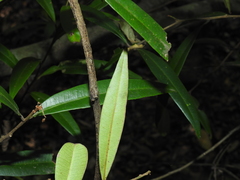 Samadera bidwillii