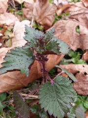 Urtica chamaedryoides