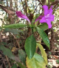Ruellia solitaria