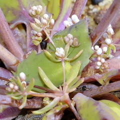 Adenogramma mollugo