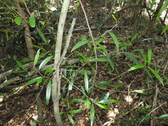 Samadera bidwillii