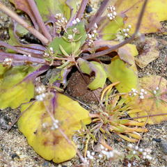 Adenogramma mollugo
