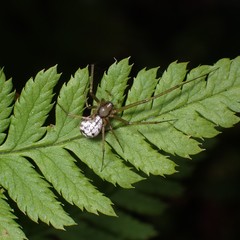 Floronia bucculenta