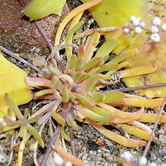 Adenogramma mollugo