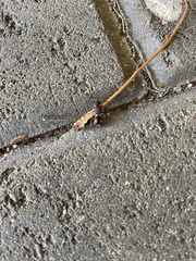 Ephutomorpha venusta