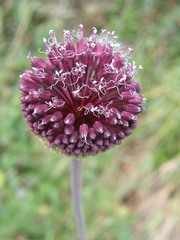 Allium amethystinum