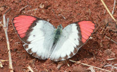 Colotis annae annae