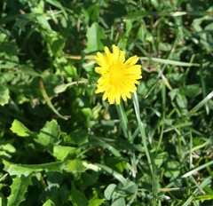 Crepis bursifolia