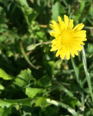 Crepis bursifolia