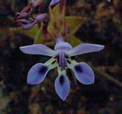 Lapeirousia pyramidalis pyramidalis