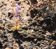 Lapeirousia pyramidalis pyramidalis