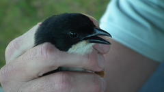 Laniarius ferrugineus ferrugineus