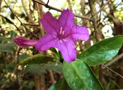 Ruellia solitaria