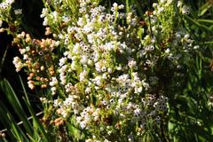 Erica margaritacea