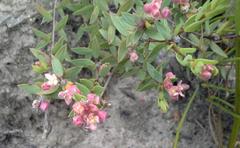 Lachnaea burchellii