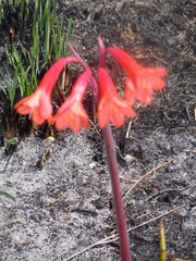 Cyrtanthus ventricosus