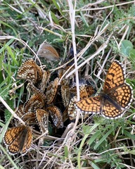 Melitaea athalia