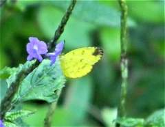 Eurema nilgiriensis