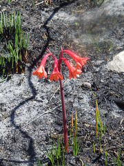 Cyrtanthus ventricosus