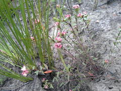 Lachnaea burchellii