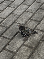 Sturnus vulgaris