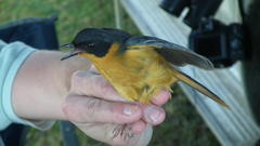 Cossypha dichroa dichroa