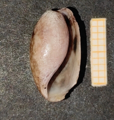 Bulla striata