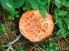 Suillus spectabilis