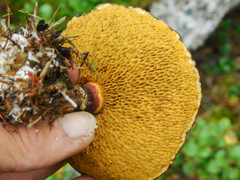 Suillus spectabilis