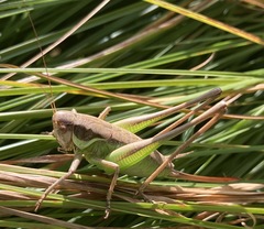 Pholidoptera littoralis